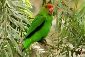 pasare agapornis migratoare