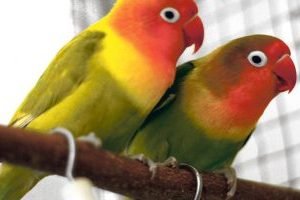 pereche de pasari exotice agapornis