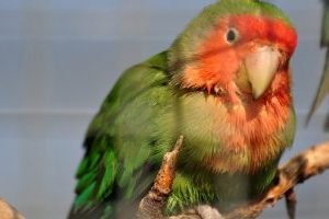 o pasare din famila papagali agapornis