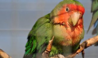 o pasare din famila papagali agapornis