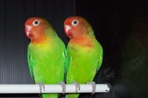 acapornis de culoare verde