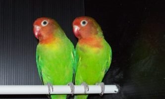 acapornis de culoare verde