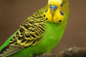 specii de perusi din australia