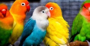 diverse specie de perusi colorati