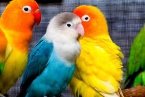 diverse specie de perusi colorati