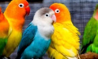 diverse specie de perusi colorati