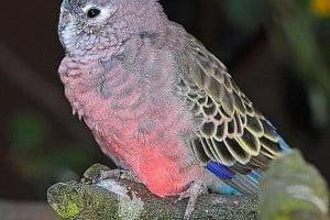 perusi din rasa bourke