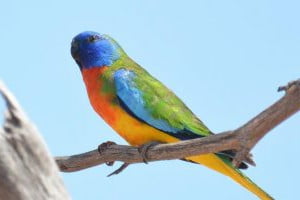 pasare exotica de perusi colorati