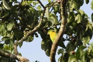 specii de pasari tropicale