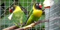pasari exotice de culoare galbenă si verde