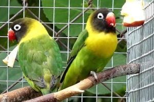 pasari exotice de culoare galbenă si verde