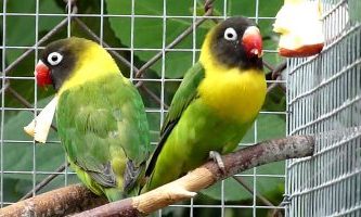 pasari exotice de culoare galbenă si verde