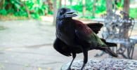 corbul negru pasare exotica