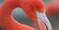 pasari flamingo in romania