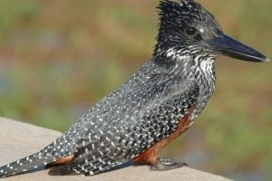 pescarusi gigante african