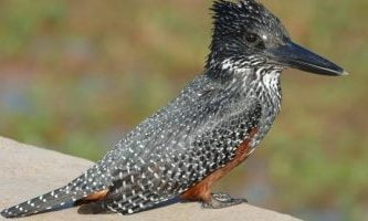 pescarusi gigante african