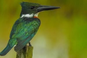 desen pasare in zbor