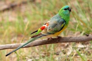 specii de perusi de vanzare