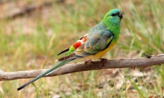 specii de perusi de vanzare