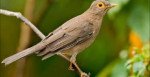 păsări care imita sunetele