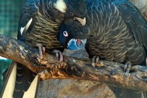 specie de nifa cacadu cu coada alba