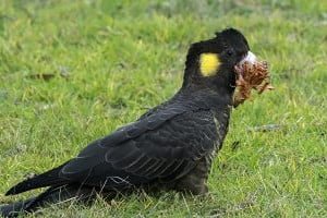 nimfa cacatua neagra cu coada galbena