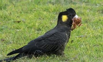 nimfa cacatua neagra cu coada galbena