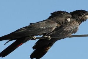 specie de papagali carnaby negru cacadu