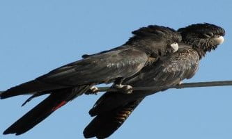 specie de papagali carnaby negru cacadu