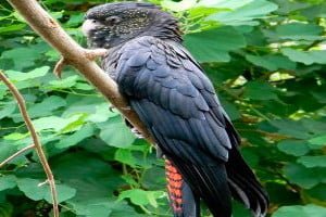 papagal vorbaret jucarie