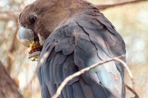 specie de papagali negru lucios