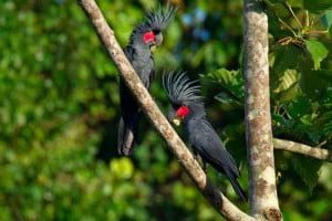 specie de nimfa palmier