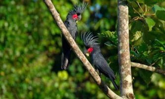 specie de nimfa palmier