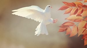 de ce este porumbelul considerat semnul pacii