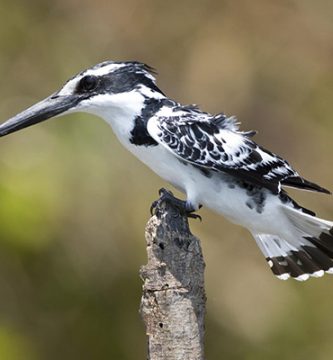 pescarusi care traiesc in romania