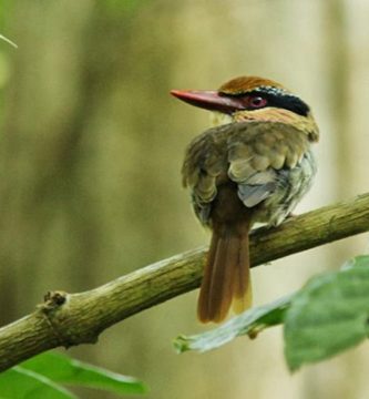 pasare exotica din familia pescarusului