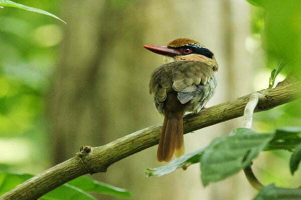 unde traiesc pescarusii