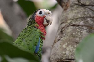 Papagal Amazon Cubanez