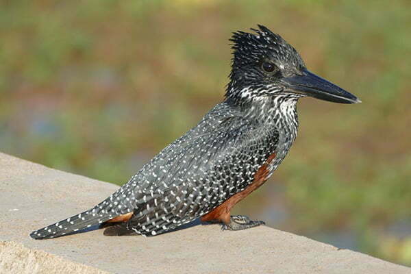 pescarusi gigantul din africa