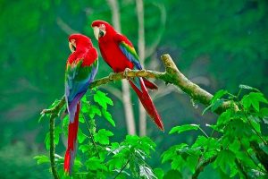 papagali de culoare rosie 