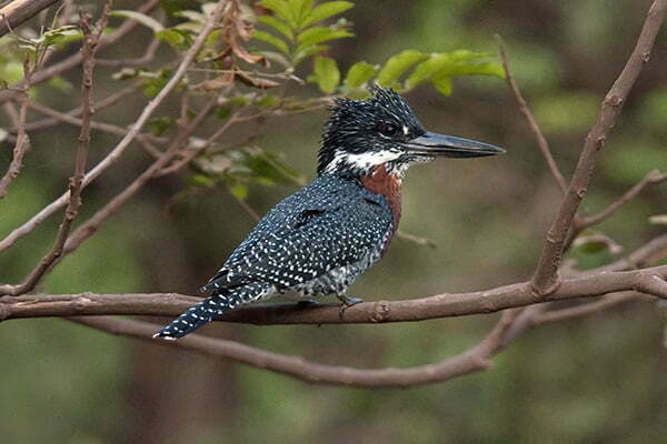 gigante pescar african