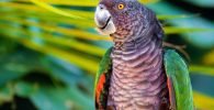 rasa de papagal Amazona Imperialis