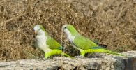 papagali argentina de vanzare