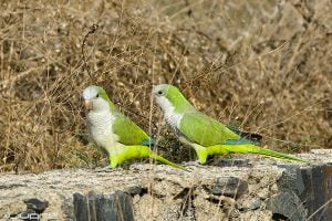 papagali argentina de vanzare