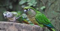 rasa papagali cu obrazul verde