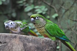 rasa papagali cu obrazul verde