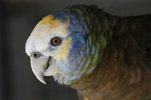 Papagal Amazon de San Vicente