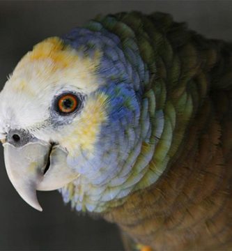 rasa papagal san vicente amazonian