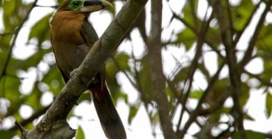 pasari exotice din romania