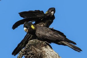 papagali amazonieni
